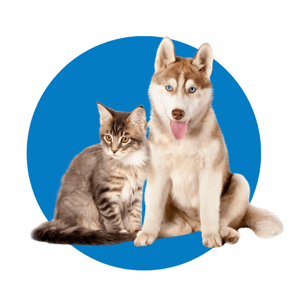 Pets